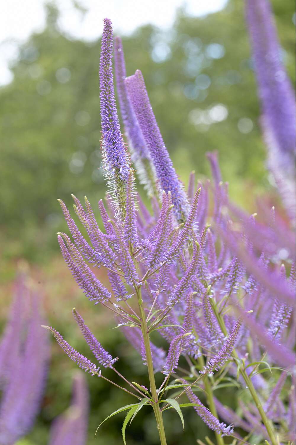 Langbladet Ærenpris 'Fascination'